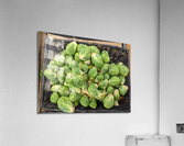 Brussel Sprouts Acrylic Print