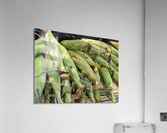 Corn Acrylic Print