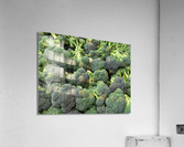 Brocolli Acrylic Print