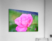 PinkFlower Acrylic Print