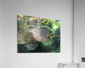 Colorful Fish Acrylic Print