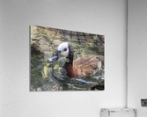 Duck Acrylic Print