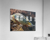 Colorful Fish Acrylic Print
