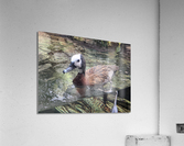 Duck Acrylic Print