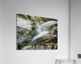 Colorful Fish Acrylic Print