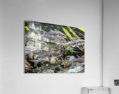 Colorful Fish Acrylic Print