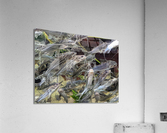 Colorful Fish Acrylic Print