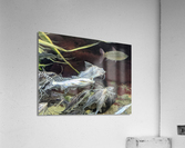 Colorful Fish Acrylic Print