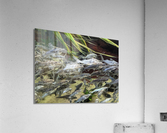 Colorful Fish Acrylic Print