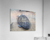Turtle Acrylic Print
