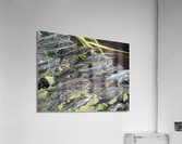 Colorful Fish Acrylic Print