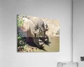 Rhino Acrylic Print