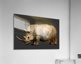 Rhino Acrylic Print
