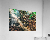 Snake Acrylic Print