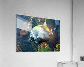White Black Fish Acrylic Print