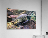 Turtle Acrylic Print
