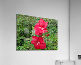 Red Flowers Acrylic Print