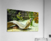 Yellow Eel Acrylic Print