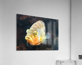 Yellow Orange Fish Acrylic Print