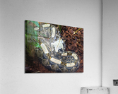 White Snake Acrylic Print
