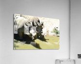 Rhinos Acrylic Print