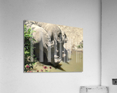 Rhino Acrylic Print