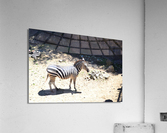 Zebra2 Acrylic Print