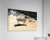 Zebra Acrylic Print