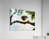 Bird Acrylic Print