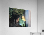 Yellow Frog Acrylic Print