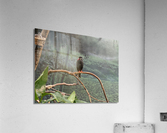 Bird Acrylic Print