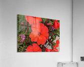 Red Flowers Acrylic Print