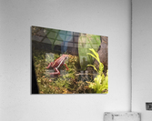Red Frog Acrylic Print