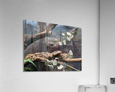 Bird Acrylic Print