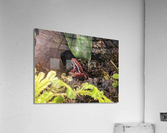Red Frog Acrylic Print