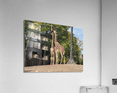 Giraffe Acrylic Print