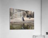 Penguin Acrylic Print