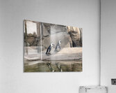 Penguin Acrylic Print
