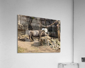 Zoo Acrylic Print