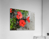 Red Flowers Acrylic Print