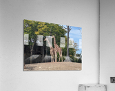 Giraffe Acrylic Print