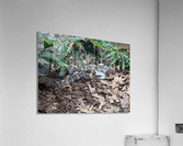 Zoo Acrylic Print