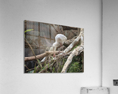 White Bird Acrylic Print