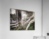 White Bird Acrylic Print