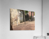 Giraffe Acrylic Print