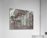 Zoo Acrylic Print