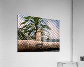 Zoo Acrylic Print