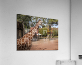 Giraffe Acrylic Print