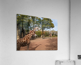 Giraffe Acrylic Print