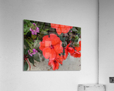 Red Flowers Acrylic Print